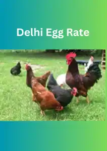 Eggs in Delhi